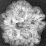 1MK(Underdeveloped) 24.4mm 5.09gm - Xray