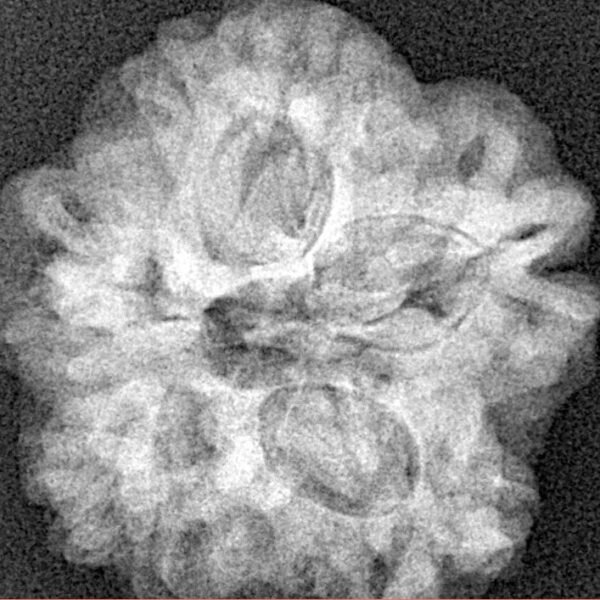 1MK(Underdeveloped) 24.4mm 5.09gm - Xray