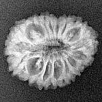 16 Mukhi Rudraksha 20.1mm 1.66gm - Xray