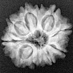 11 Mukhi Rudraksha 21mm 2.83gm - Xray