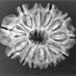 12 Mukhi Rudraksha 25.7mm 3.36gm - Xray