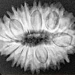 19 Mukhi Rudraksha 26mm 3.65gm - Xray