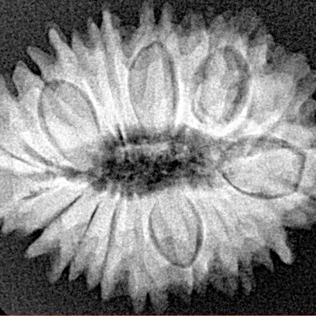 19 Mukhi Rudraksha 26mm 3.65gm - Xray