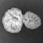 17 Mukhi Gaurishankar 21mm 1.38gm - Xray