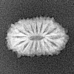 16 Mukhi Rudraksha 15.9mm 0.84gm - Xray