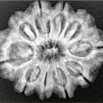10 Mukhi Rudraksha 28.1mm 5.13gm - Xray