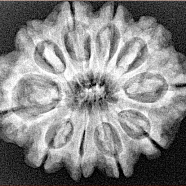 10 Mukhi Rudraksha 28.1mm 5.13gm - Xray
