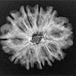 11 Mukhi Rudraksha 24.4mm 3.84gm - Xray