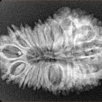 21 Mukhi Rudraksha 32.1mm 4gm - Origin: Nepal - Xray