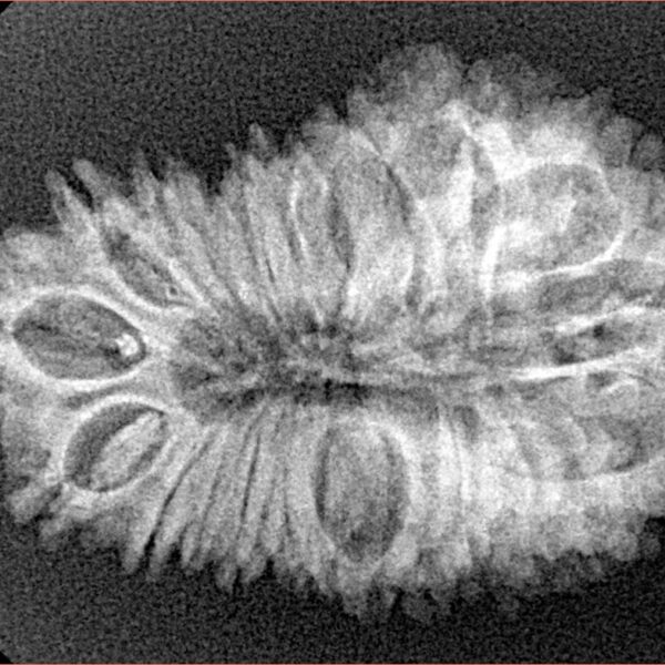 21 Mukhi Rudraksha 32.1mm 4gm - Origin: Nepal - Xray