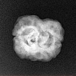 2 Mukhi Rudraksha 24.7mm 2.36gm - Xray