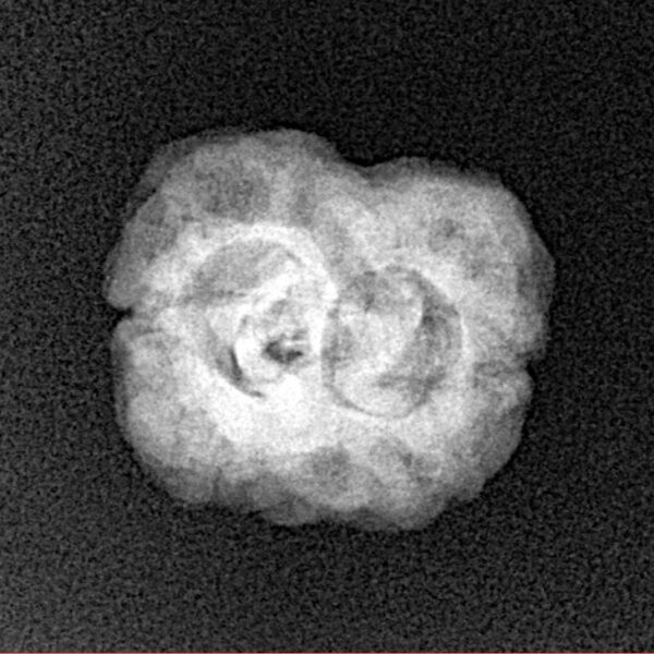 2 Mukhi Rudraksha 24.7mm 2.36gm - Xray