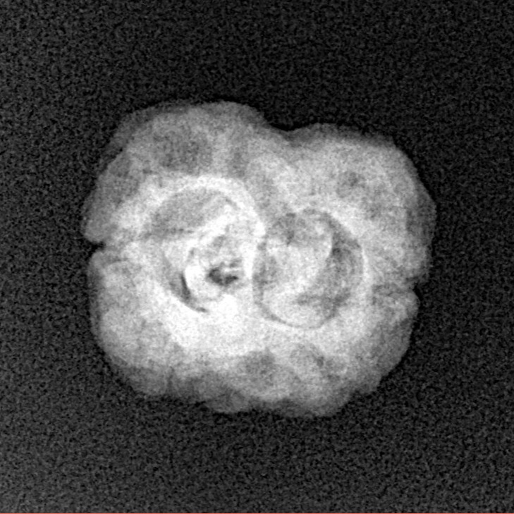 2 Mukhi Rudraksha 24.7mm 2.36gm - Xray