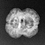 2 Mukhi Rudraksha 19.5mm 1.88gm - Xray