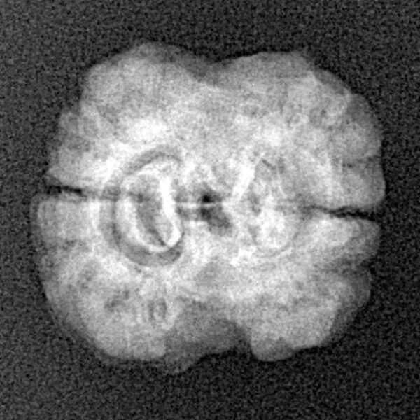 2 Mukhi Rudraksha 21.4mm 2gm - Xray