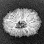 15 Mukhi Rudraksha 20.8mm 2.4gm - Xray