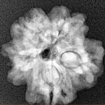 1MK(Underdeveloped) 22.4mm 3.7gm - Xray