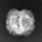 2 Mukhi Rudraksha 19.9mm 1.46gm - Xray