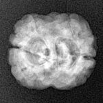 2 Mukhi Rudraksha 22.5mm 2.26gm - Xray