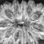 11 Mukhi Ganesh 35.8mm 5.58gm - Xray