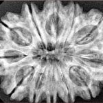 12 Mukhi Rudraksha 32.5mm 6.85gm - Xray