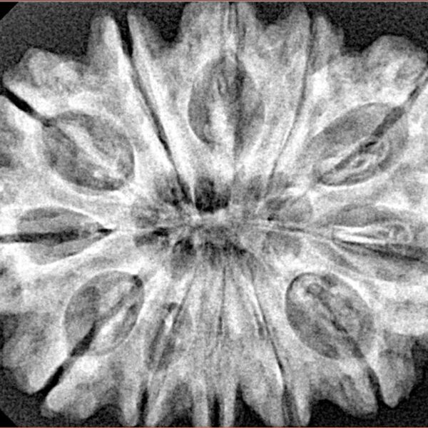 12 Mukhi Rudraksha 32.5mm 6.85gm - Xray
