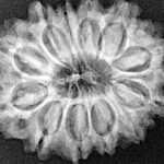 12 Mukhi Rudraksha 27.3mm 4.73gm - Xray