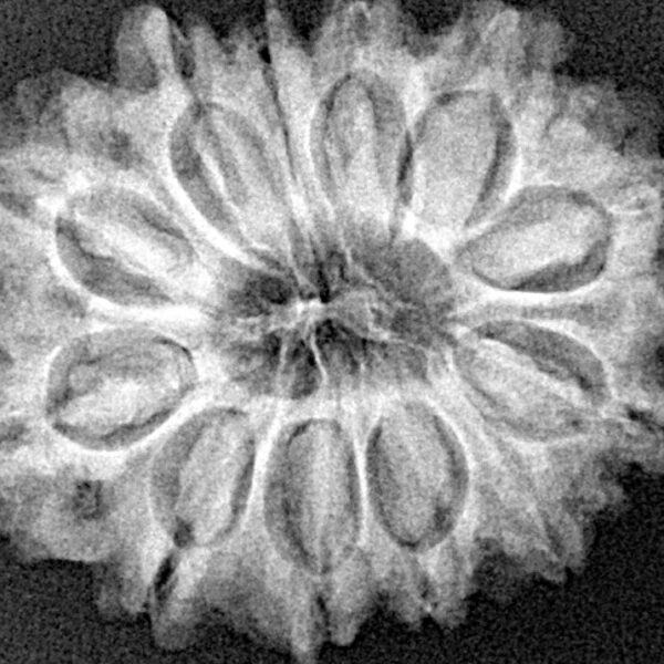 12 Mukhi Rudraksha 27.3mm 4.73gm - Xray