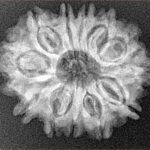 12 Mukhi Rudraksha 26.5mm 3.94gm - Xray