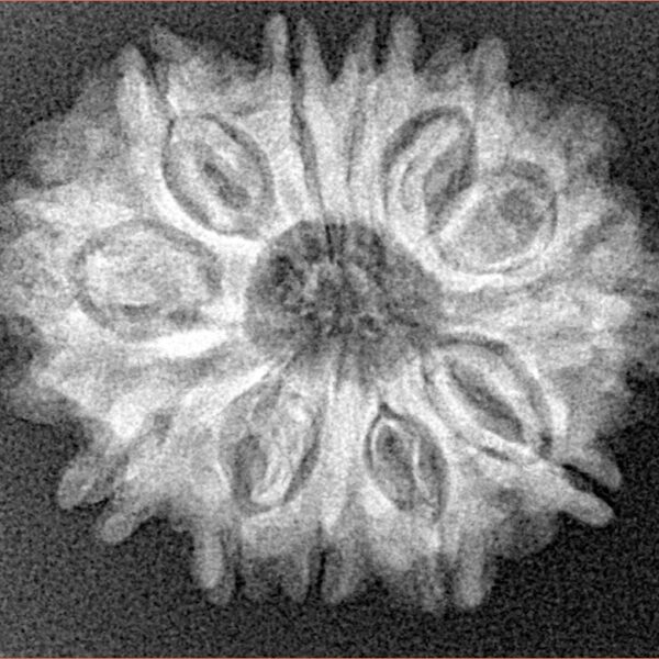 12 Mukhi Rudraksha 26.5mm 3.94gm - Xray