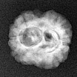 2 Mukhi Rudraksha 21.7mm 1.9gm - Xray