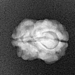 2 Mukhi Rudraksha 15.8mm 1.25gm - Xray