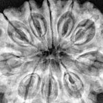 10 Mukhi Rudraksha 35.2mm 8.36gm - Xray