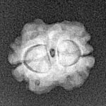 2 Mukhi Rudraksha 15.4mm 1.24gm - Xray