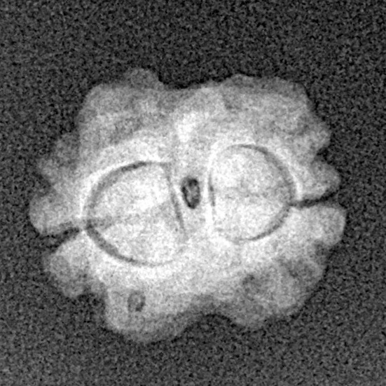 2 Mukhi Rudraksha 15.4mm 1.24gm - Xray