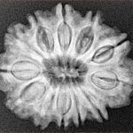 12 Mukhi Rudraksha 26.5mm 5gm - Xray