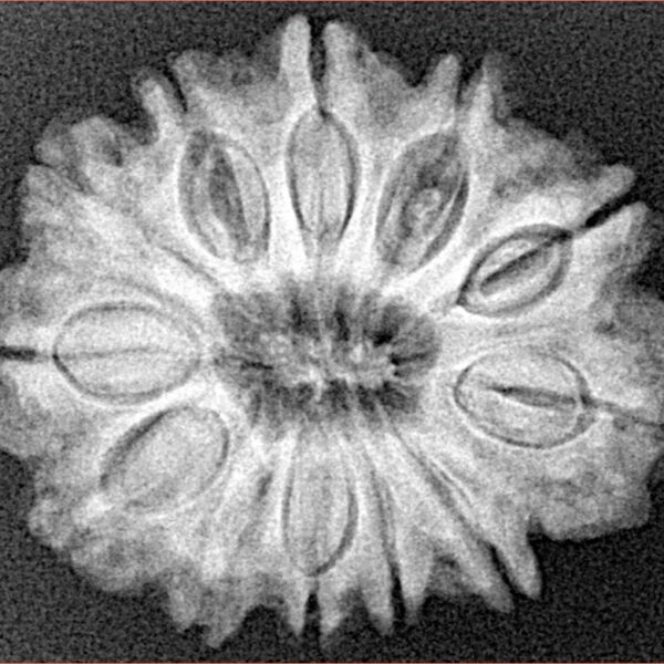 12 Mukhi Rudraksha 26.5mm 5gm - Xray
