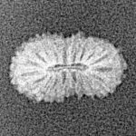 19 Mukhi Rudraksha 13.3mm 0.31gm - Xray