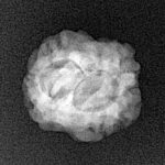 2 Mukhi Rudraksha 20.2mm 1.74gm - Xray