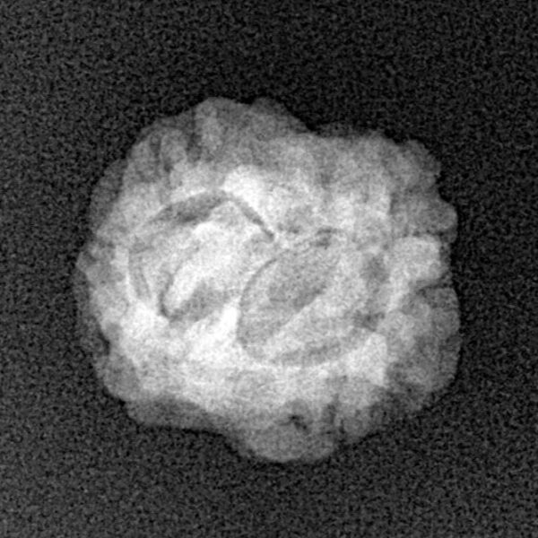 2 Mukhi Rudraksha 20.2mm 1.74gm - Xray