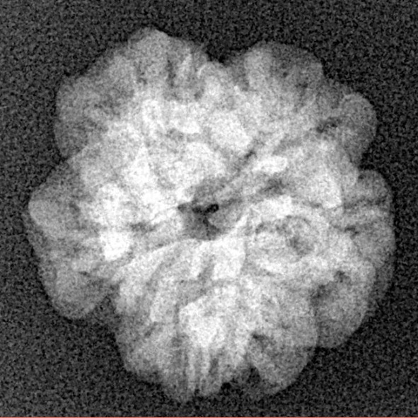 1MK(Underdeveloped) 19.3mm 2.47gm - Xray