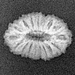 17 Mukhi Rudraksha 16.8mm 1gm - Xray