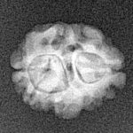 2 Mukhi Rudraksha 15.7mm 1.26gm - Xray