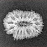 16 Mukhi Rudraksha 22.2mm 2.39gm - Xray