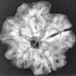 1MK(Underdeveloped) 22.6mm 4gm - Xray