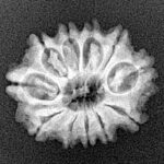 11 Mukhi Rudraksha 21.2mm 2.41gm - Xray