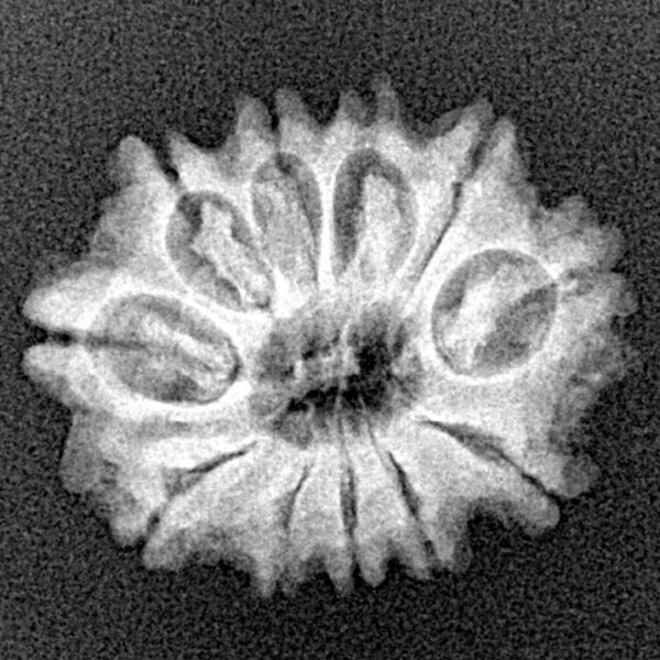 11 Mukhi Rudraksha 21.2mm 2.41gm - Xray