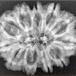 11 Mukhi Rudraksha 29.4mm 3.93gm - Xray