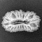 19 Mukhi Rudraksha 22.1mm 1.7gm - Xray