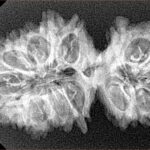 19 Mukhi Gaurishankar 34.2mm 4.12gm - Xray